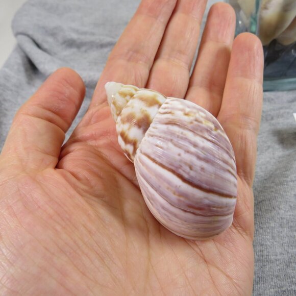 REAL Sea Shells in a Glass Square Vase and sand #13 - Picture 6 of 7